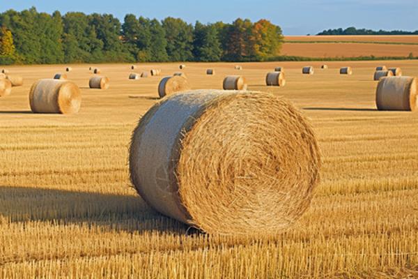 生态环境法典草案对烧秸秆、“家门口”油烟恶臭噪声等作出规定