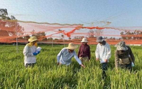 助粮食安全 科研团队在水稻生物育种上取得新突破